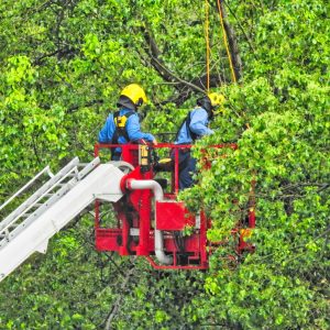 potature a Napoli, I.C.S. F.lli Arnone siamo adibiti per potature alberi e giardinaggio