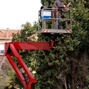 potatura albero a napoli