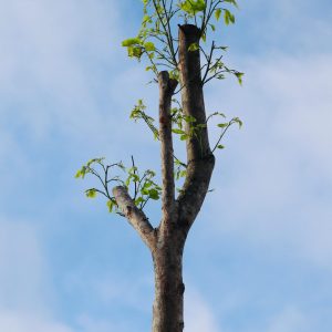 potatura di un albero in alta quota effettuato
